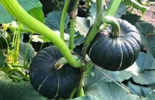 所有网红吃瓜视频