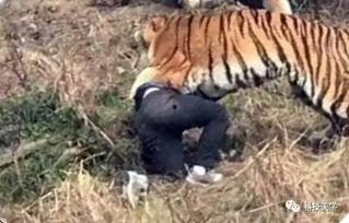 成都老虎爆料视频大全集,揭秘幕后真相与精彩瞬间