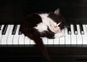 猫咪钢琴在线观看,在线观看的温馨音乐之旅
